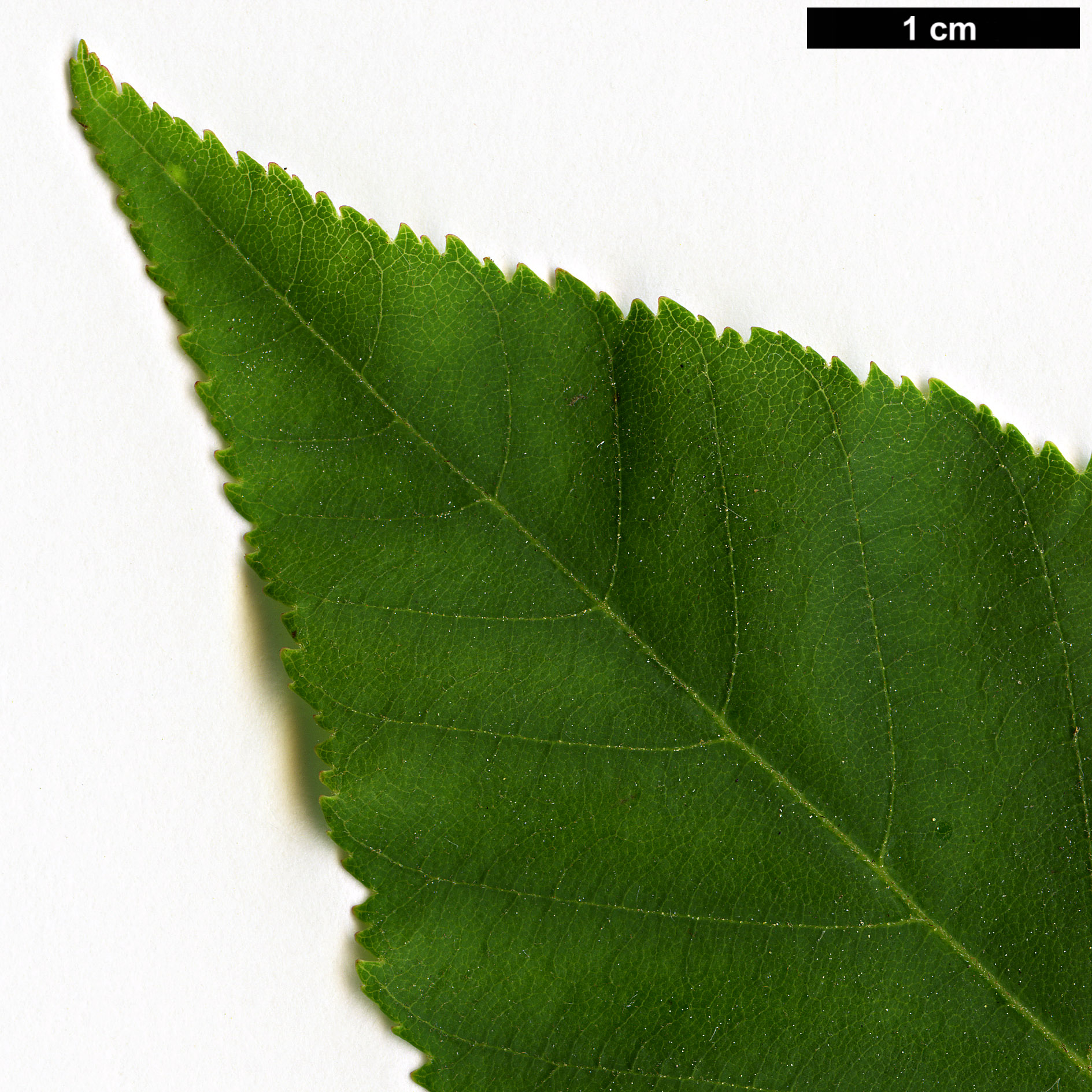 High resolution image: Family: Sapindaceae - Genus: Aesculus - Taxon: sylvatica